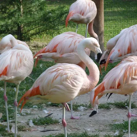 In Lignano 21632 Апартаменты Линьяно-Саббьядоро